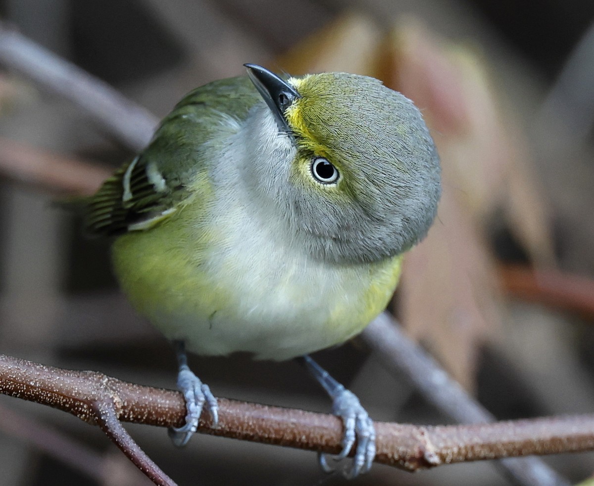 White-eyed Vireo - Hal and Kirsten Snyder