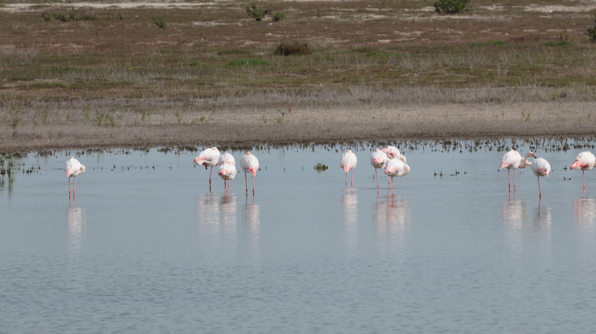 Greater Flamingo - ML616067790
