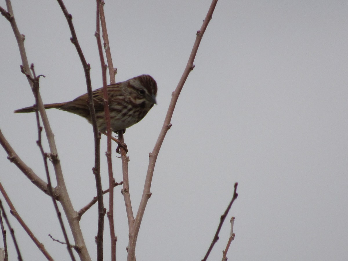 Song Sparrow - Roger Hedge