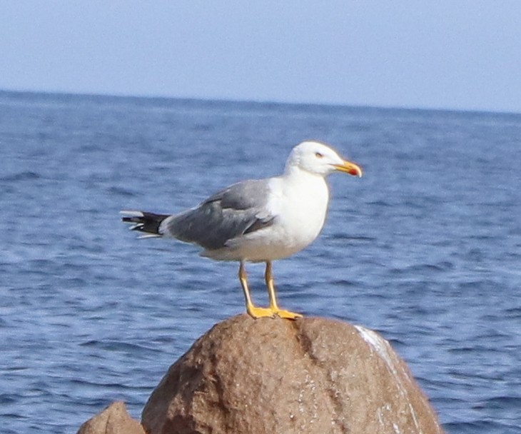 Yellow-legged Gull - ML616068120