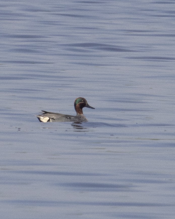 Green-winged Teal - ML616068195