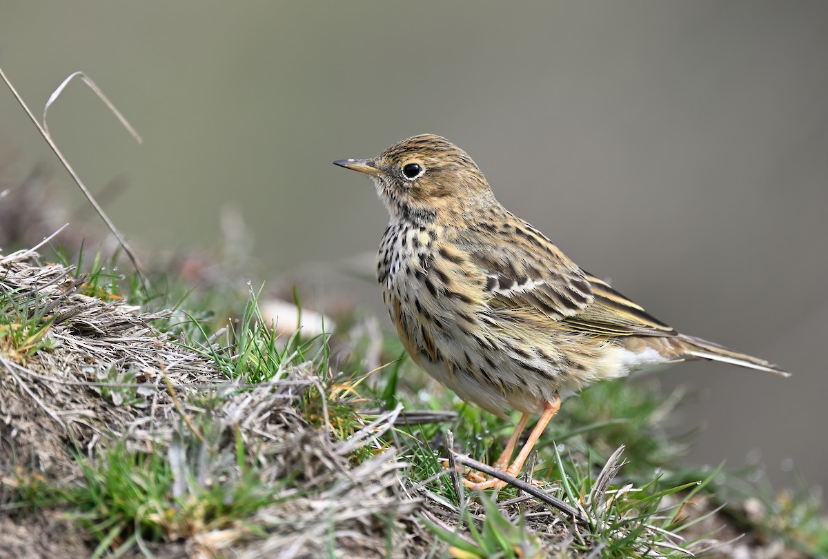 Meadow Pipit - ML616068234