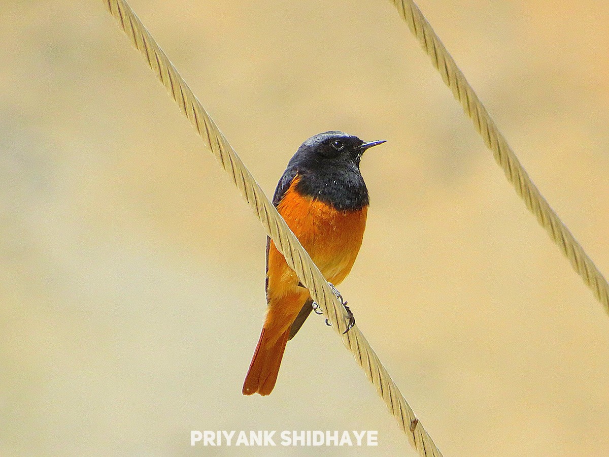Black Redstart - Priyank Shidhaye