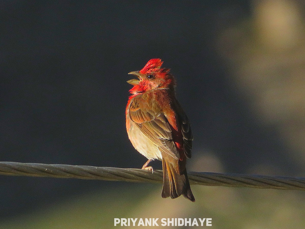 Common Rosefinch - Priyank Shidhaye