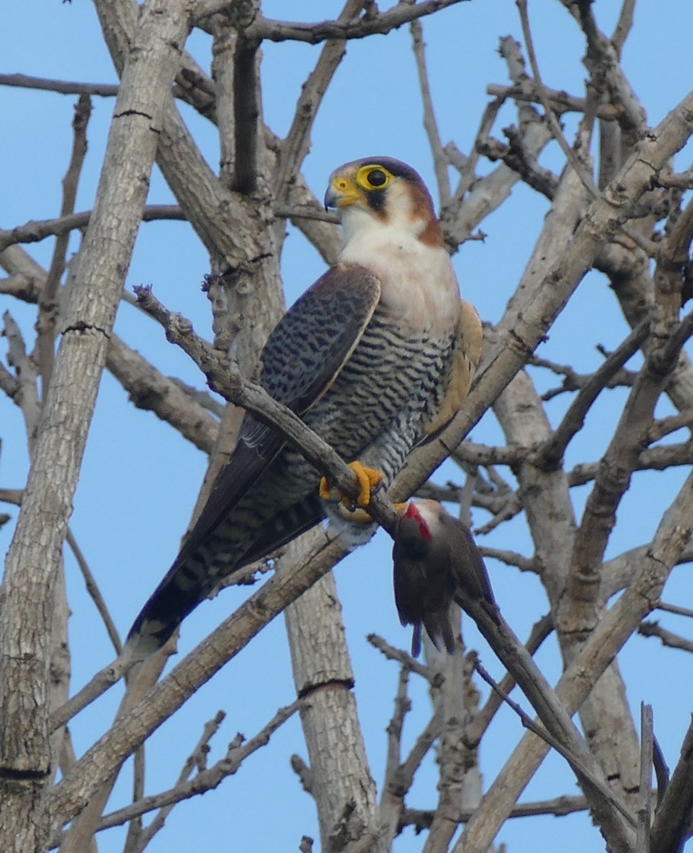 Red-necked Falcon - ML616068645