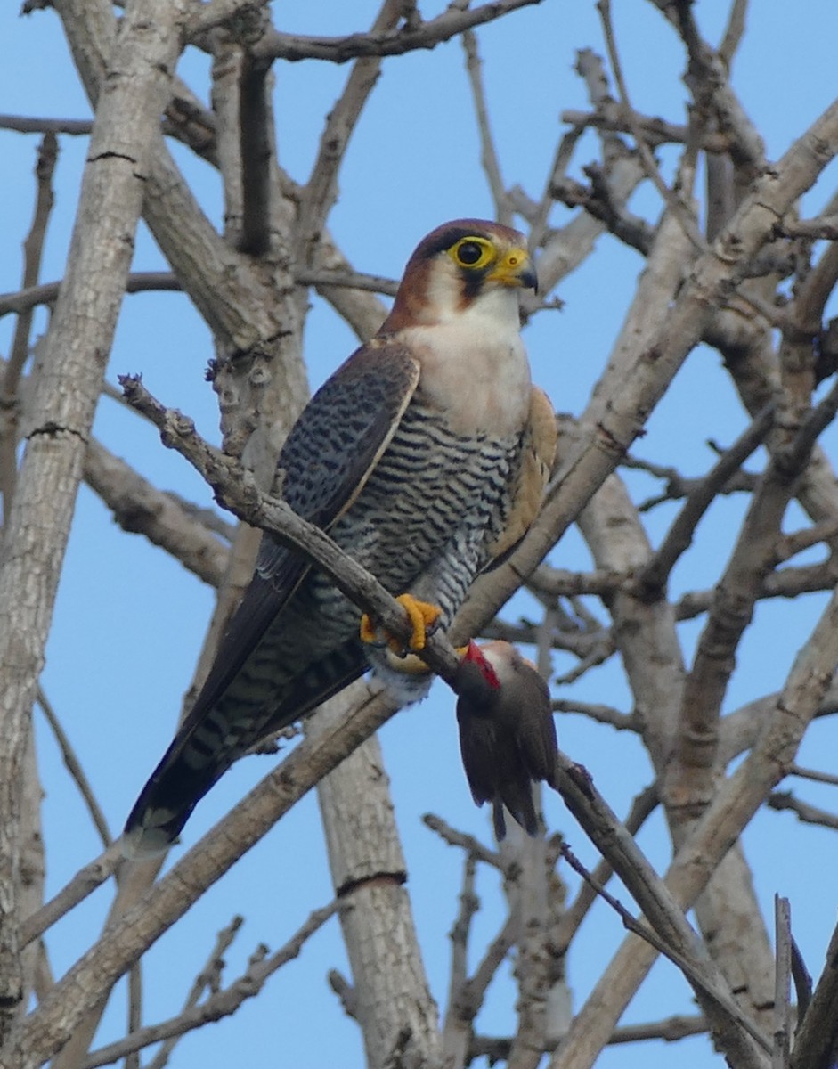 Red-necked Falcon - ML616068673