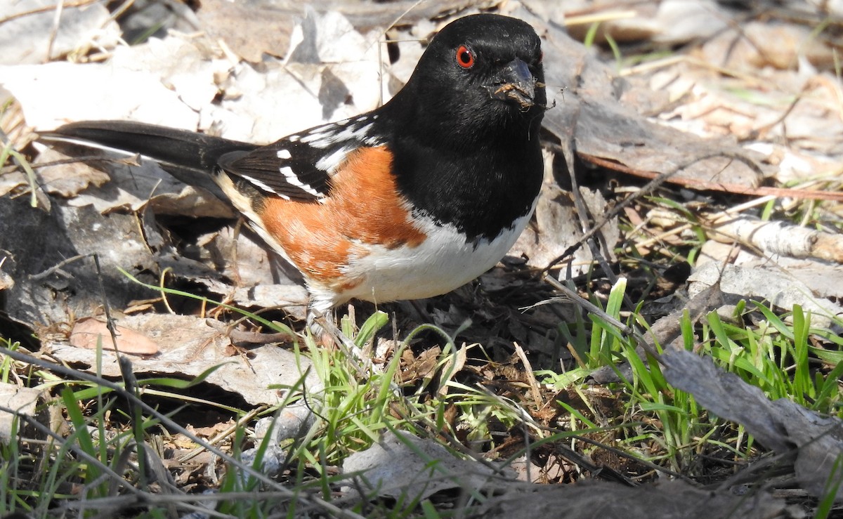 Spotted Towhee - ML616068697