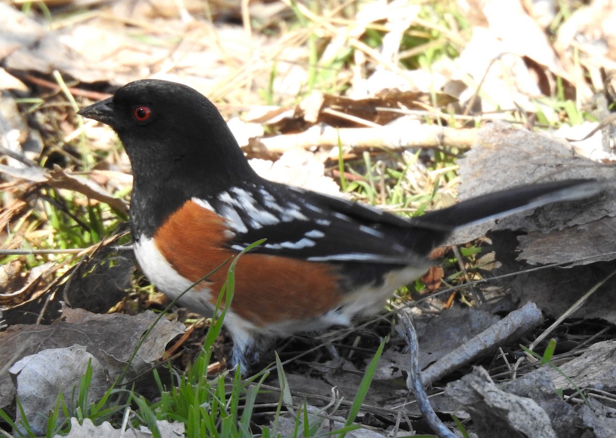 Spotted Towhee - ML616068698