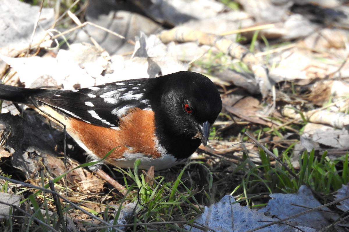 Spotted Towhee - ML616068699