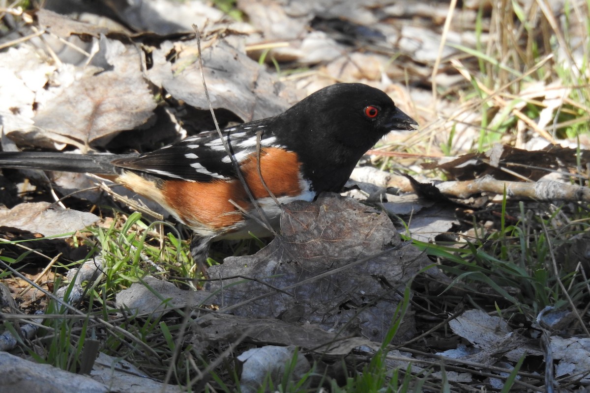 Spotted Towhee - ML616068701