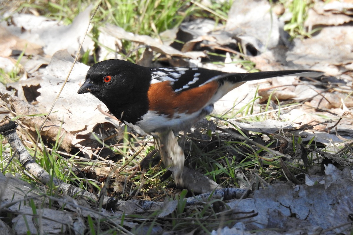 Spotted Towhee - ML616068702