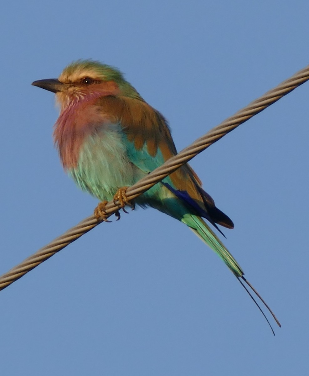 Lilac-breasted Roller - ML616068796