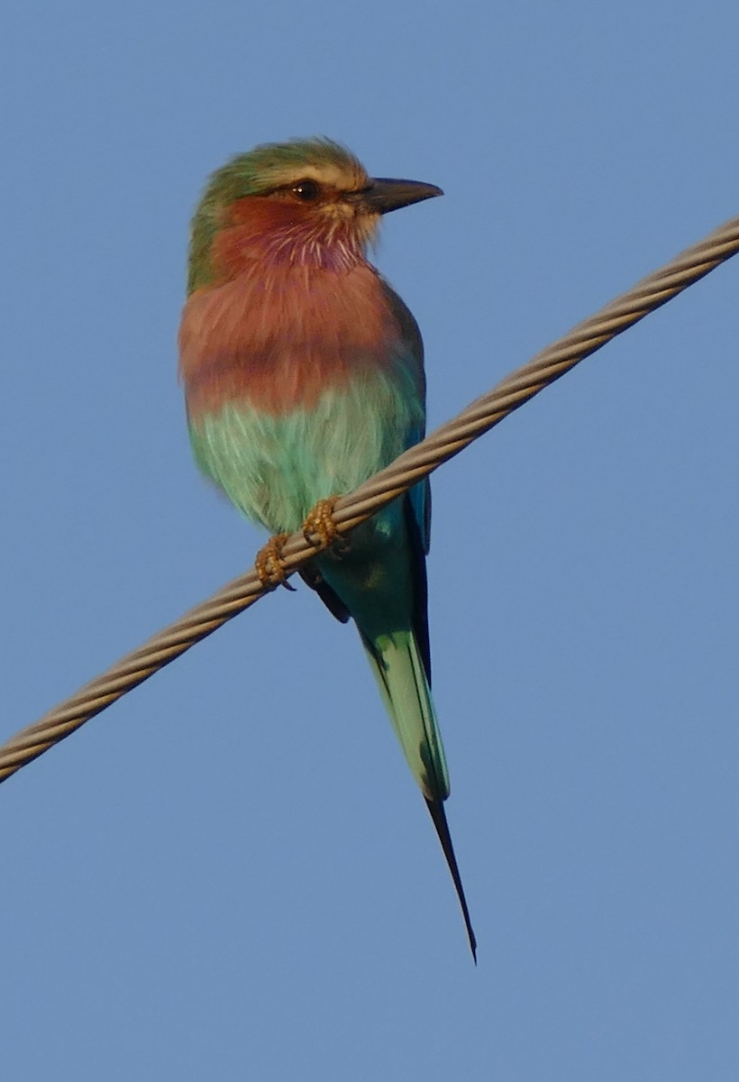 Lilac-breasted Roller - ML616068811