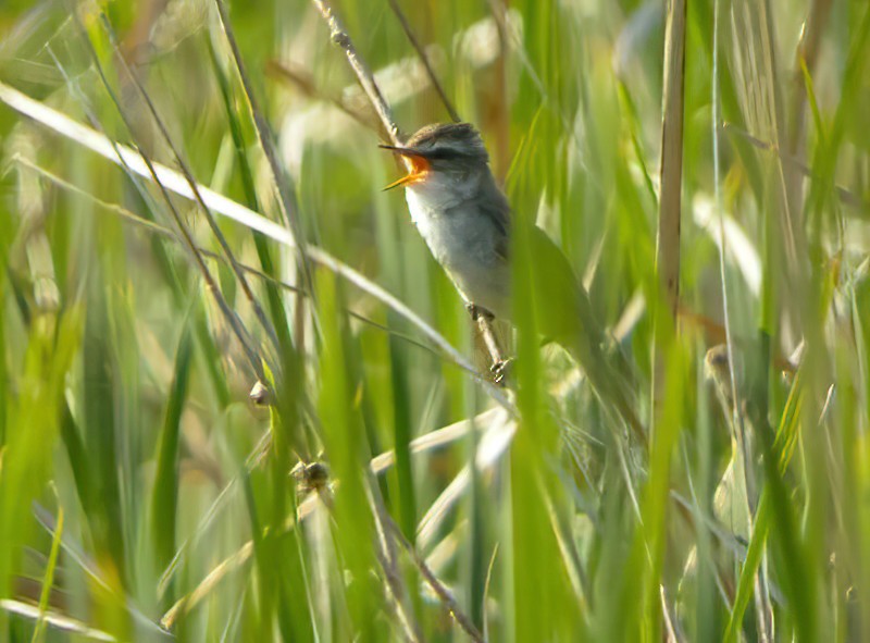 Paddyfield Warbler - Eric Francois Roualet