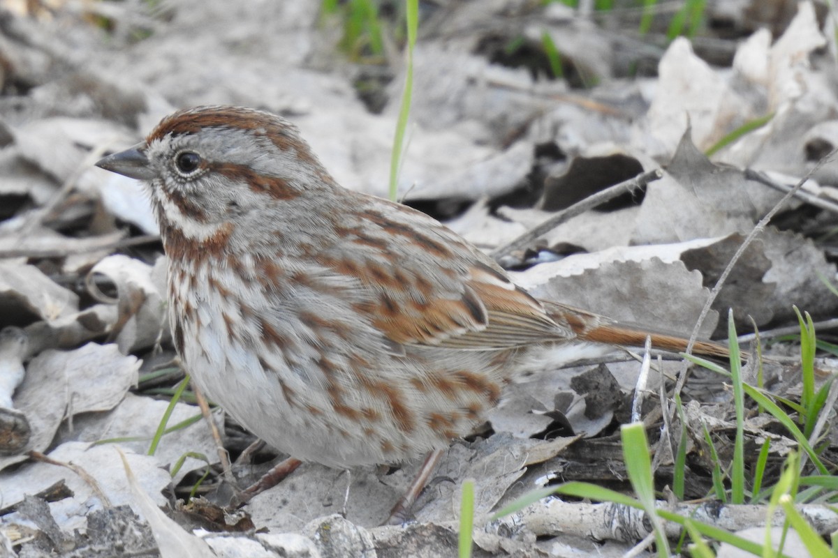 Song Sparrow - JC Clancy