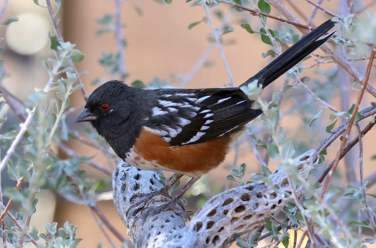 Spotted Towhee - Ad Konings