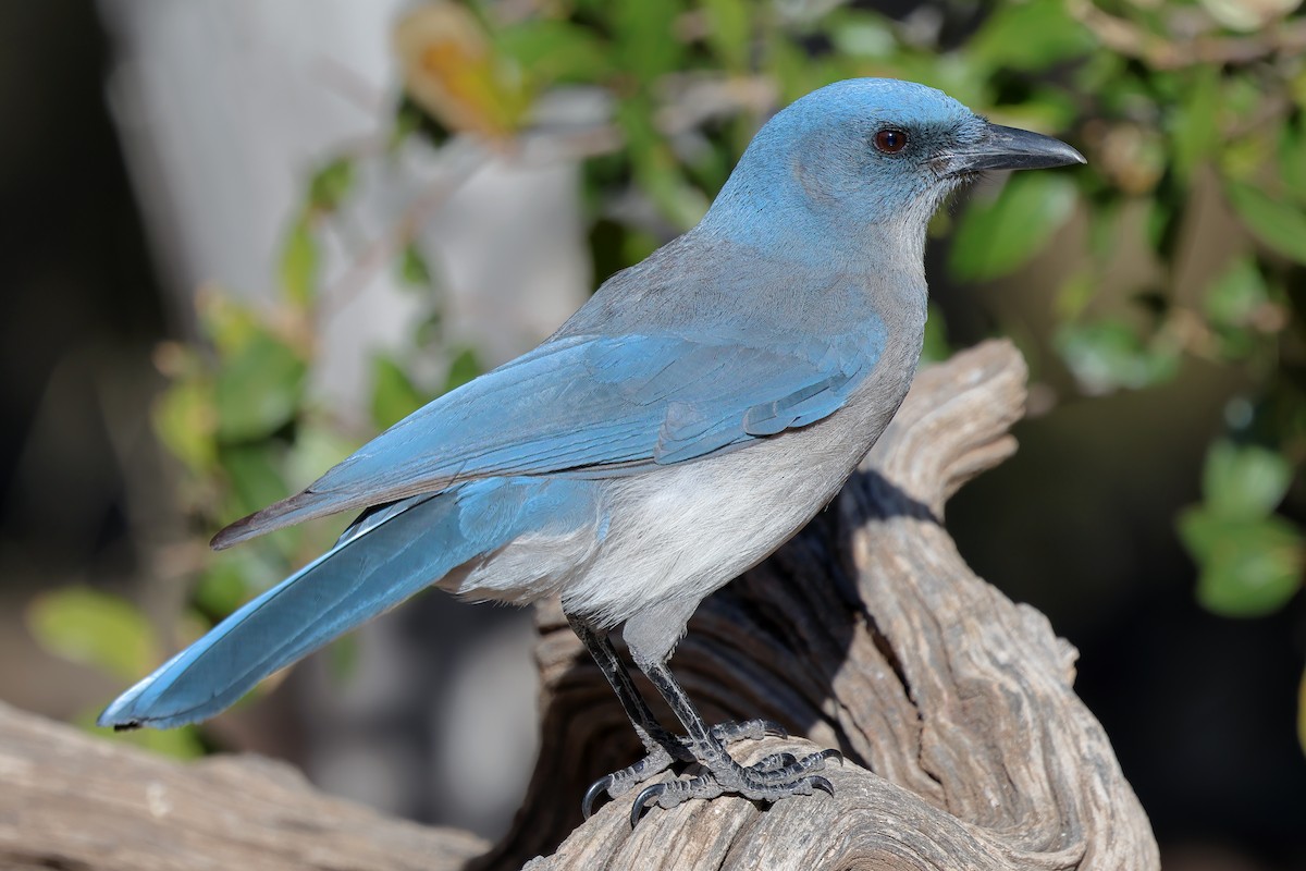 Mexican Jay - ML616069094