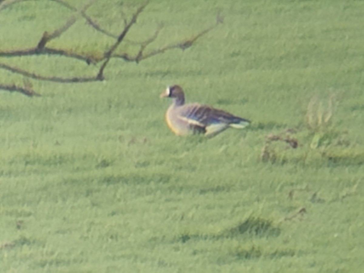 Greater White-fronted Goose - ML616069101