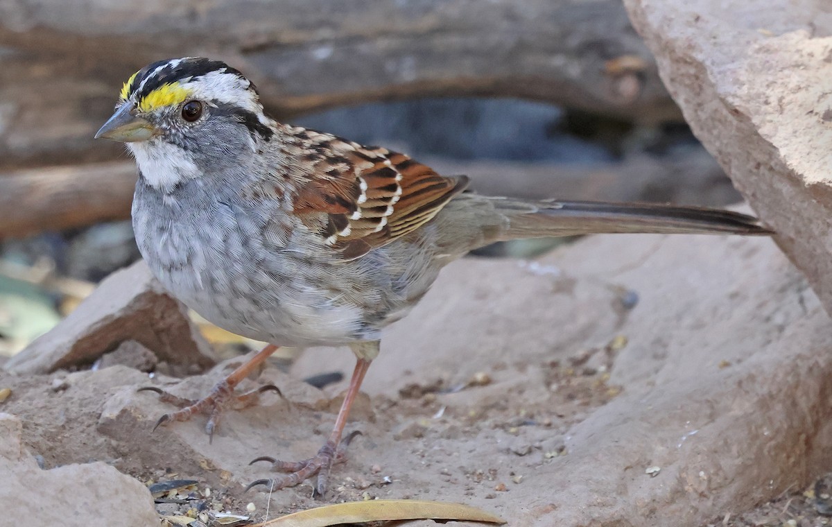White-throated Sparrow - ML616069164