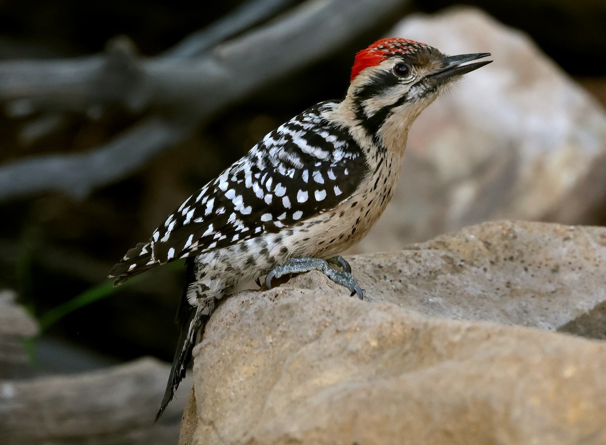 Ladder-backed Woodpecker - Ad Konings