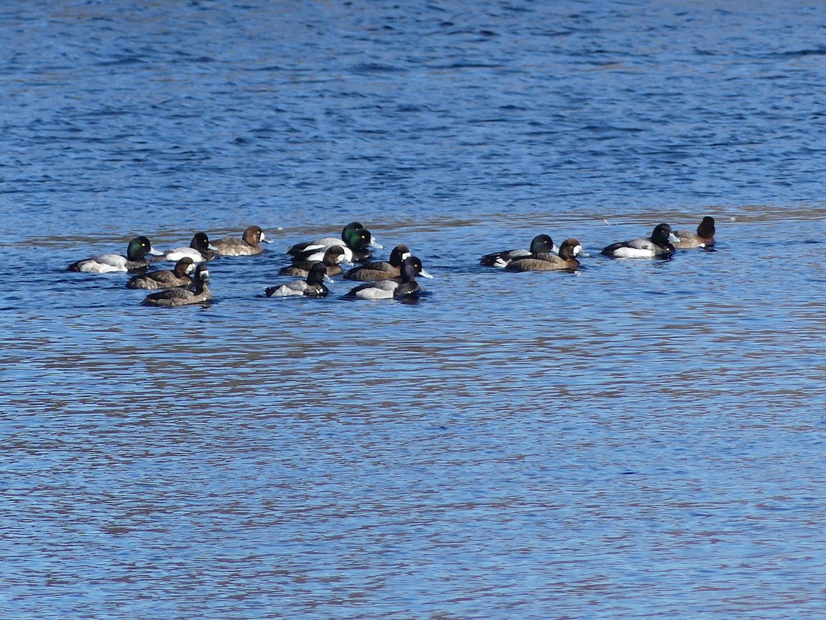 Greater Scaup - ML616069348