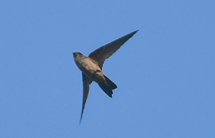 Indian Swiftlet - ML616069355