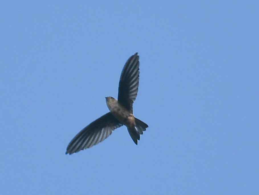 Indian Swiftlet - ML616069358