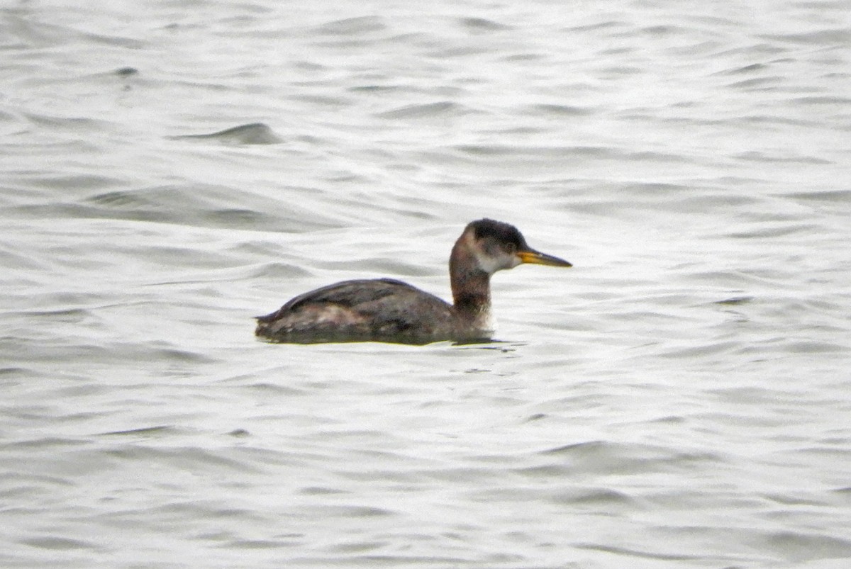 Red-necked Grebe - ML616069365
