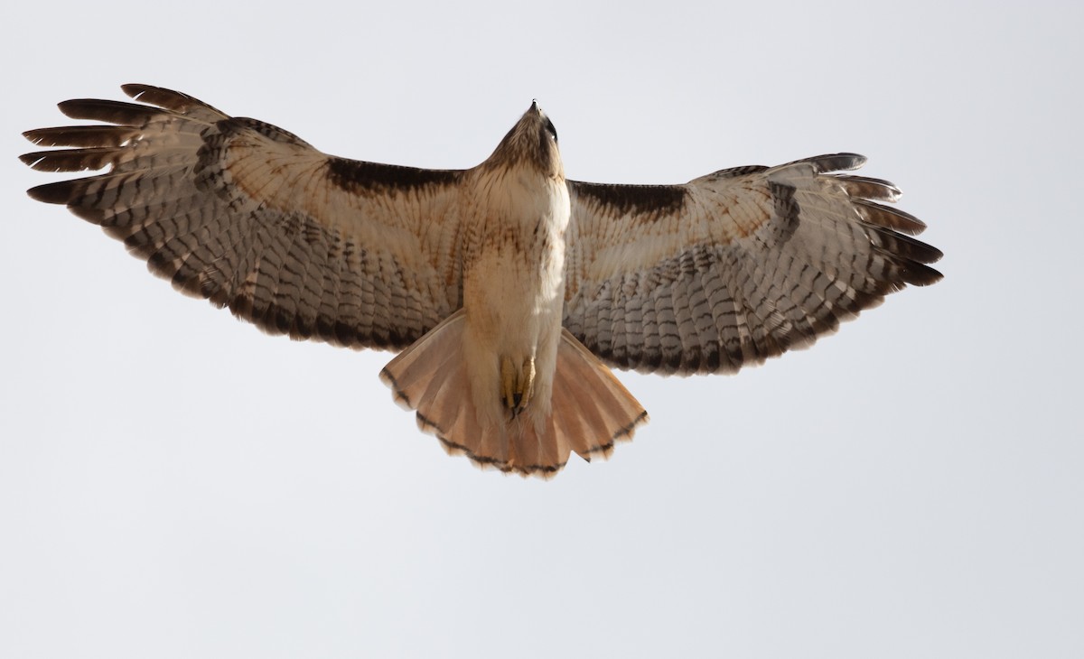 Red-tailed Hawk - ML616069419