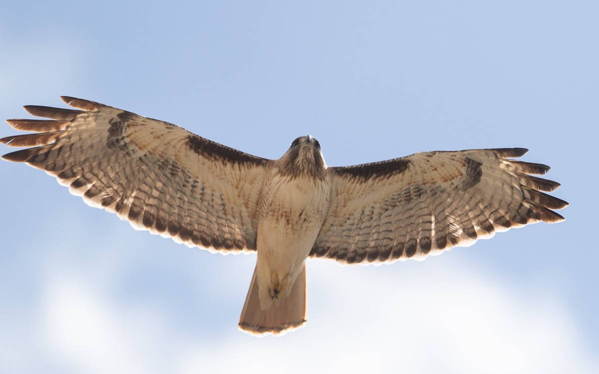 Red-tailed Hawk - ML616069421