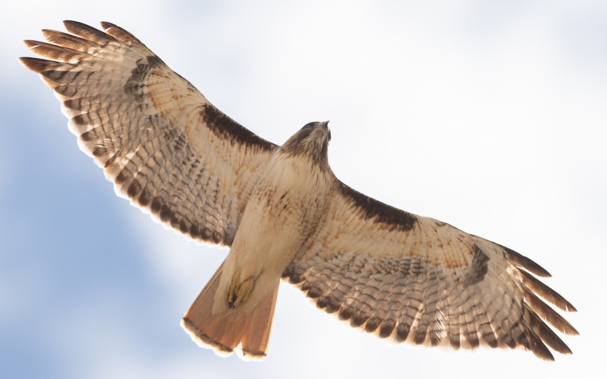 Red-tailed Hawk - ML616069422