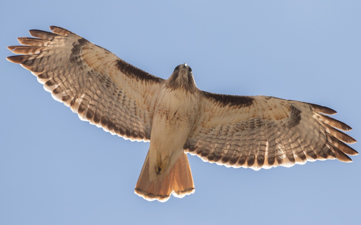 Red-tailed Hawk - Nick Pulcinella