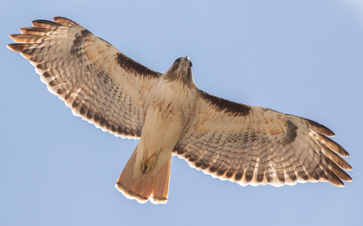 Red-tailed Hawk - ML616069424