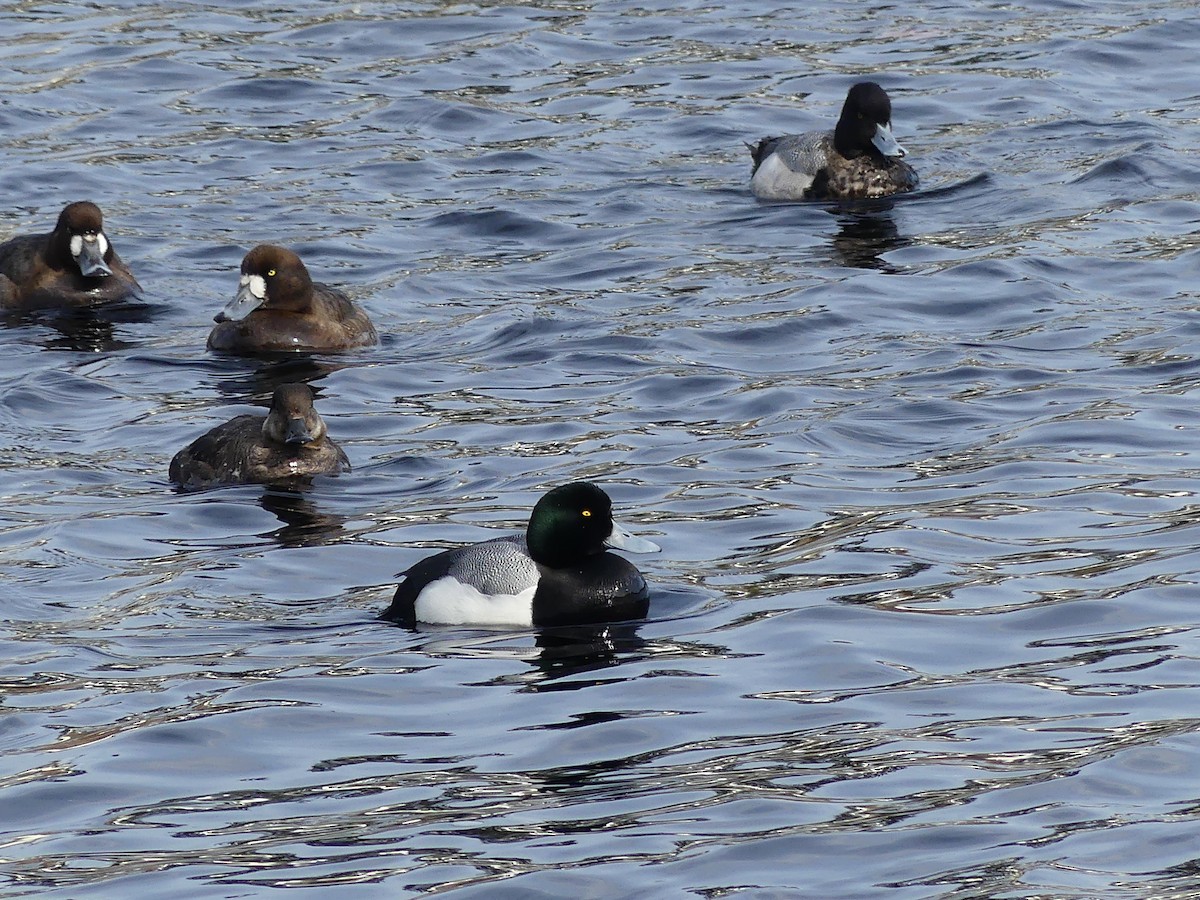Greater Scaup - ML616069489