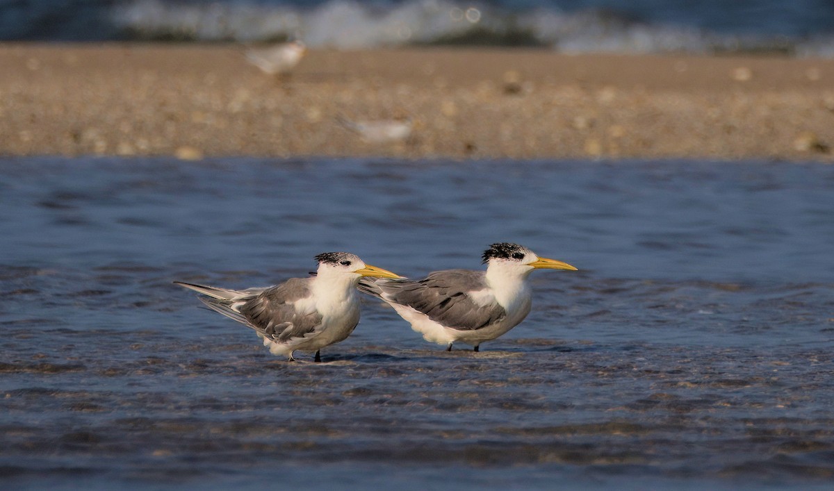Great Crested Tern - ML616069502
