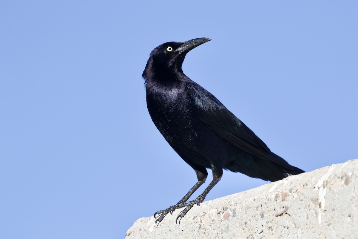 Great-tailed Grackle - ML616069592