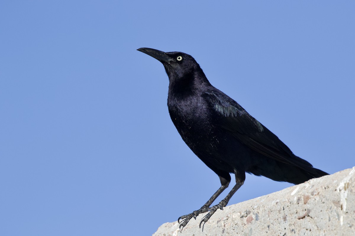 Great-tailed Grackle - ML616069593