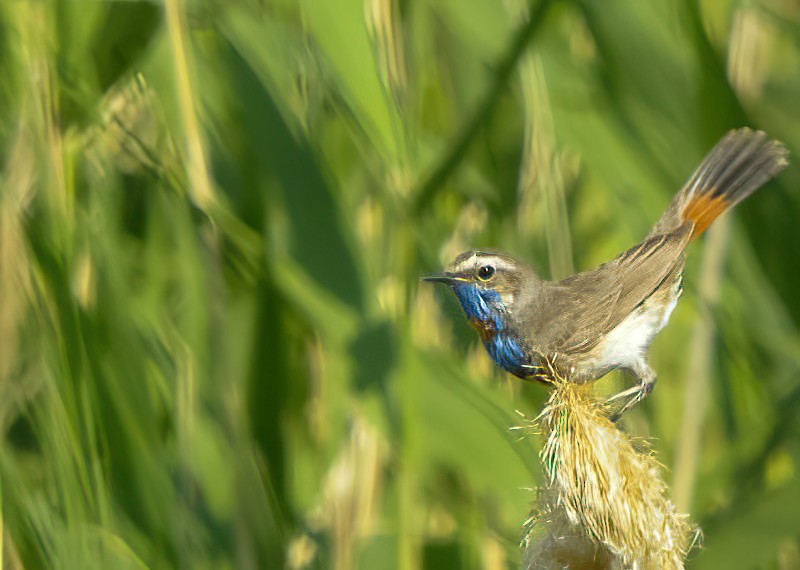 Bluethroat (Red-spotted) - ML616069612