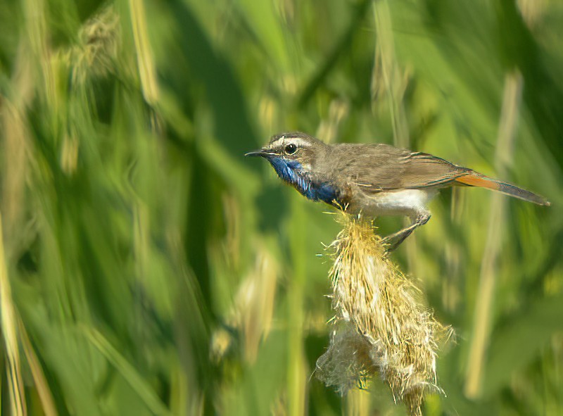 Bluethroat (Red-spotted) - Eric Francois Roualet