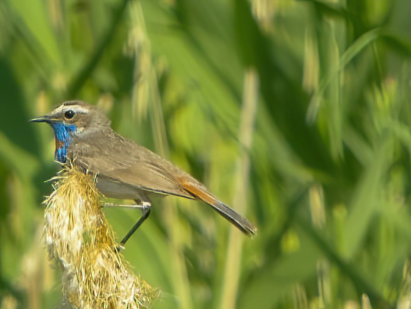 Bluethroat (Red-spotted) - ML616069614