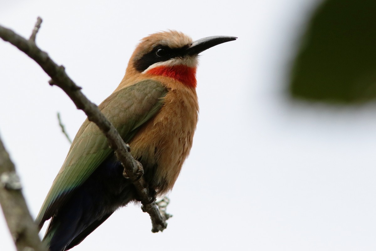 White-fronted Bee-eater - ML616069621