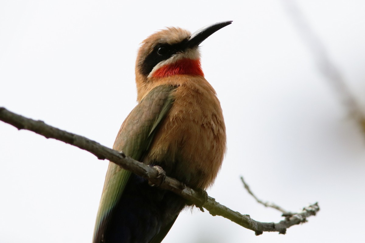 White-fronted Bee-eater - ML616069622