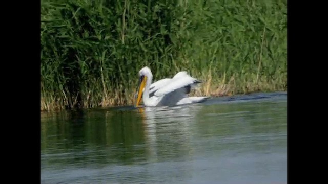 pelikán kadeřavý - ML616069736