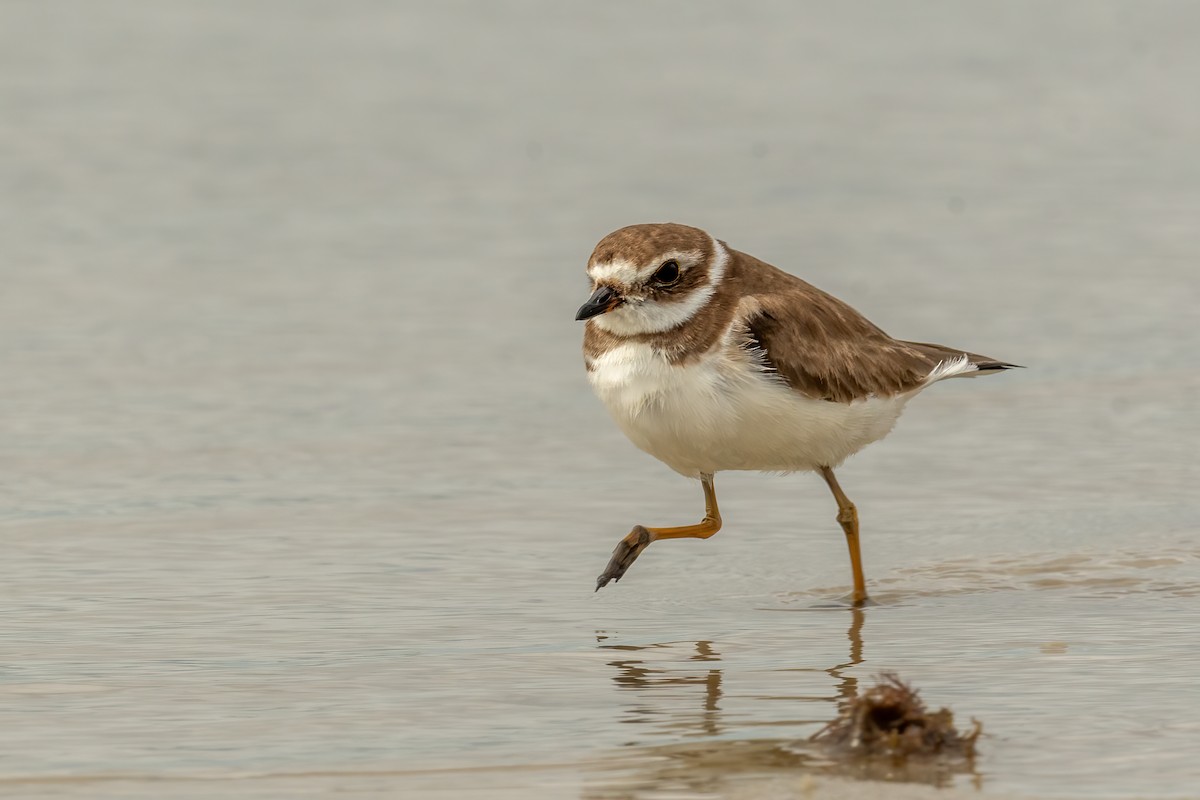 Semipalmated Plover - ML616069772