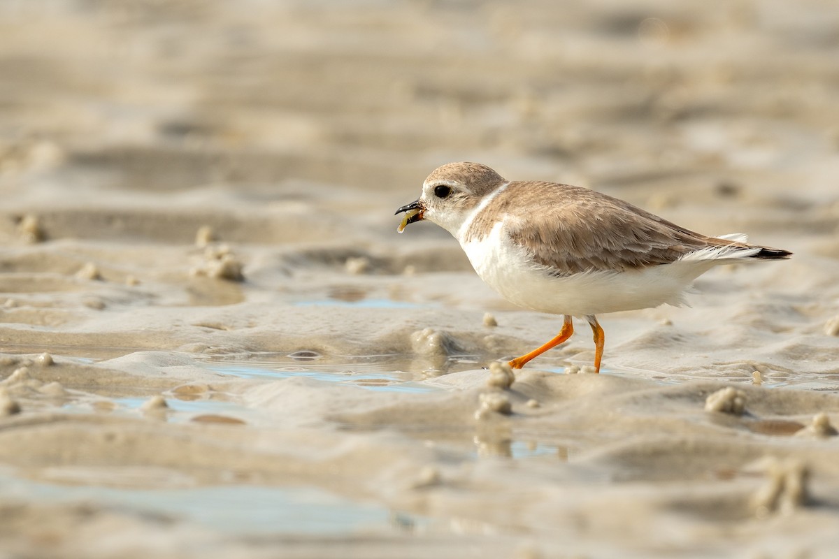 Piping Plover - ML616069891