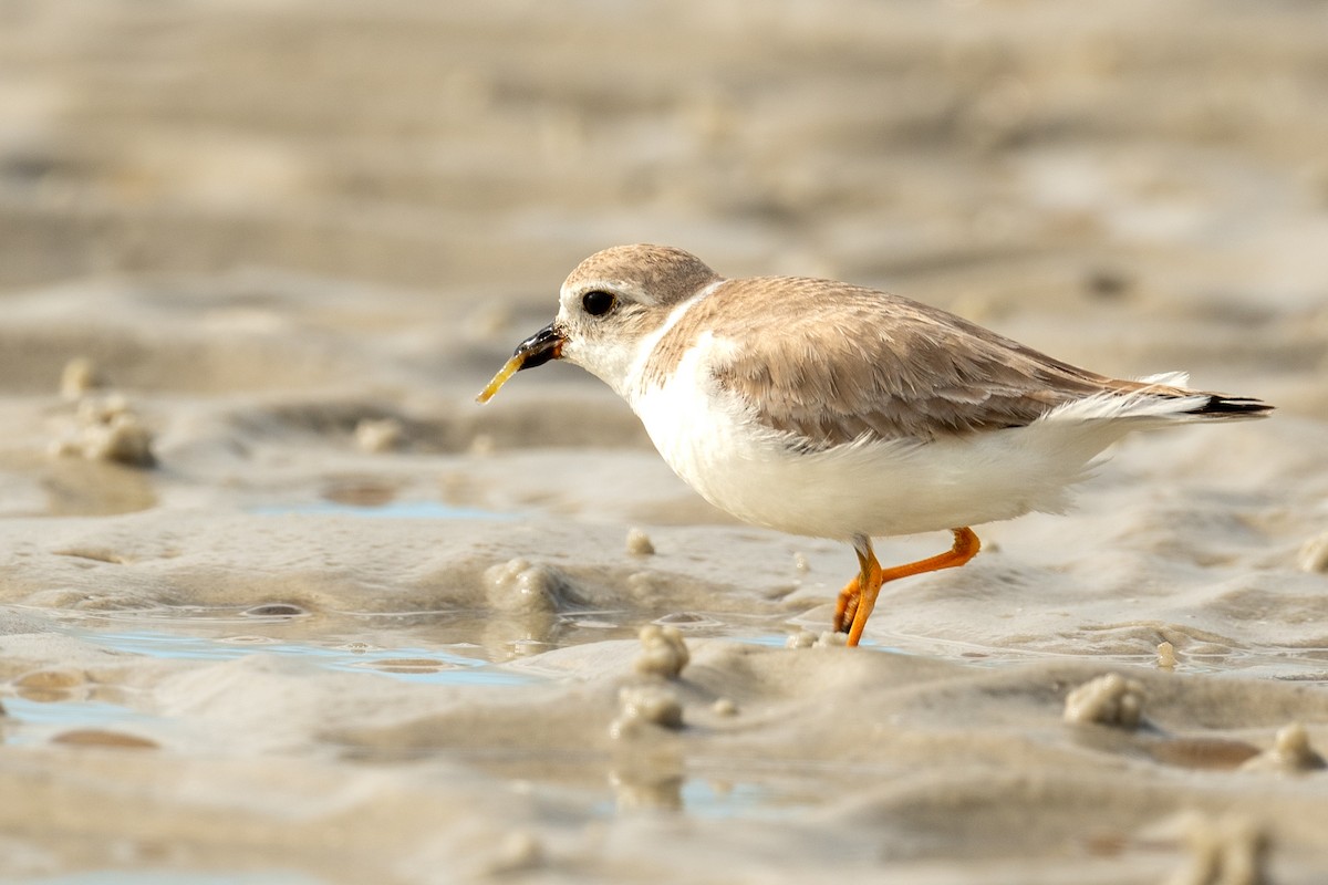 Piping Plover - ML616069892