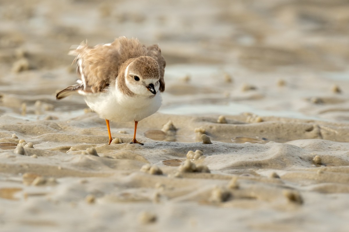Piping Plover - ML616069910