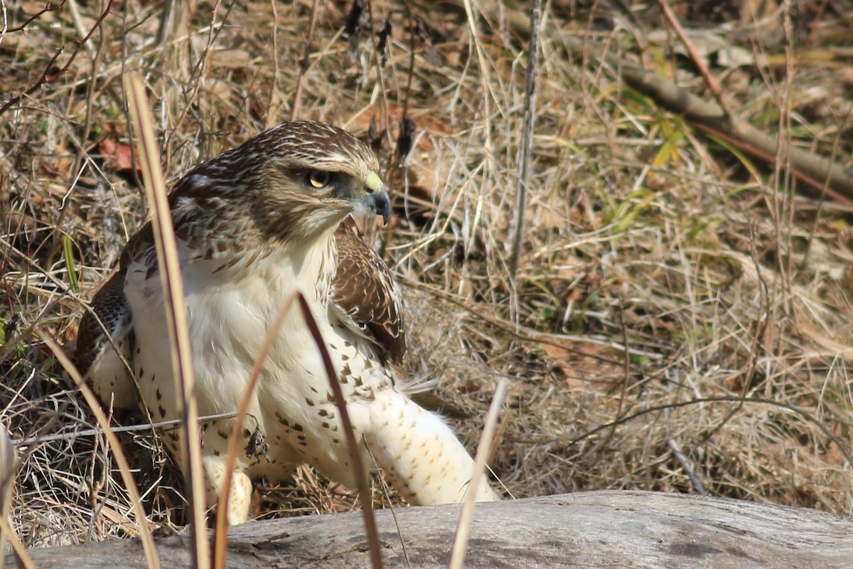 Red-tailed Hawk - ML616069922