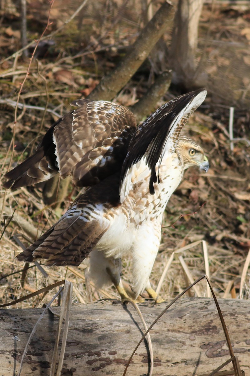 Red-tailed Hawk - ML616069925