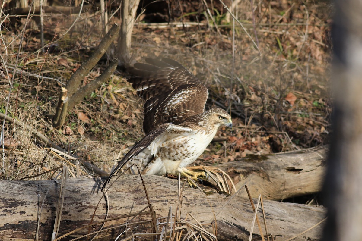 Red-tailed Hawk - ML616069933